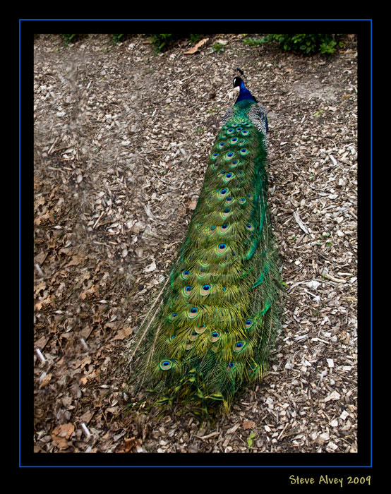 Peacock out for a Stroll