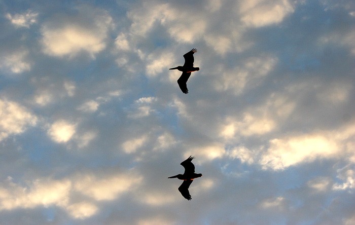 Pelicans in flight