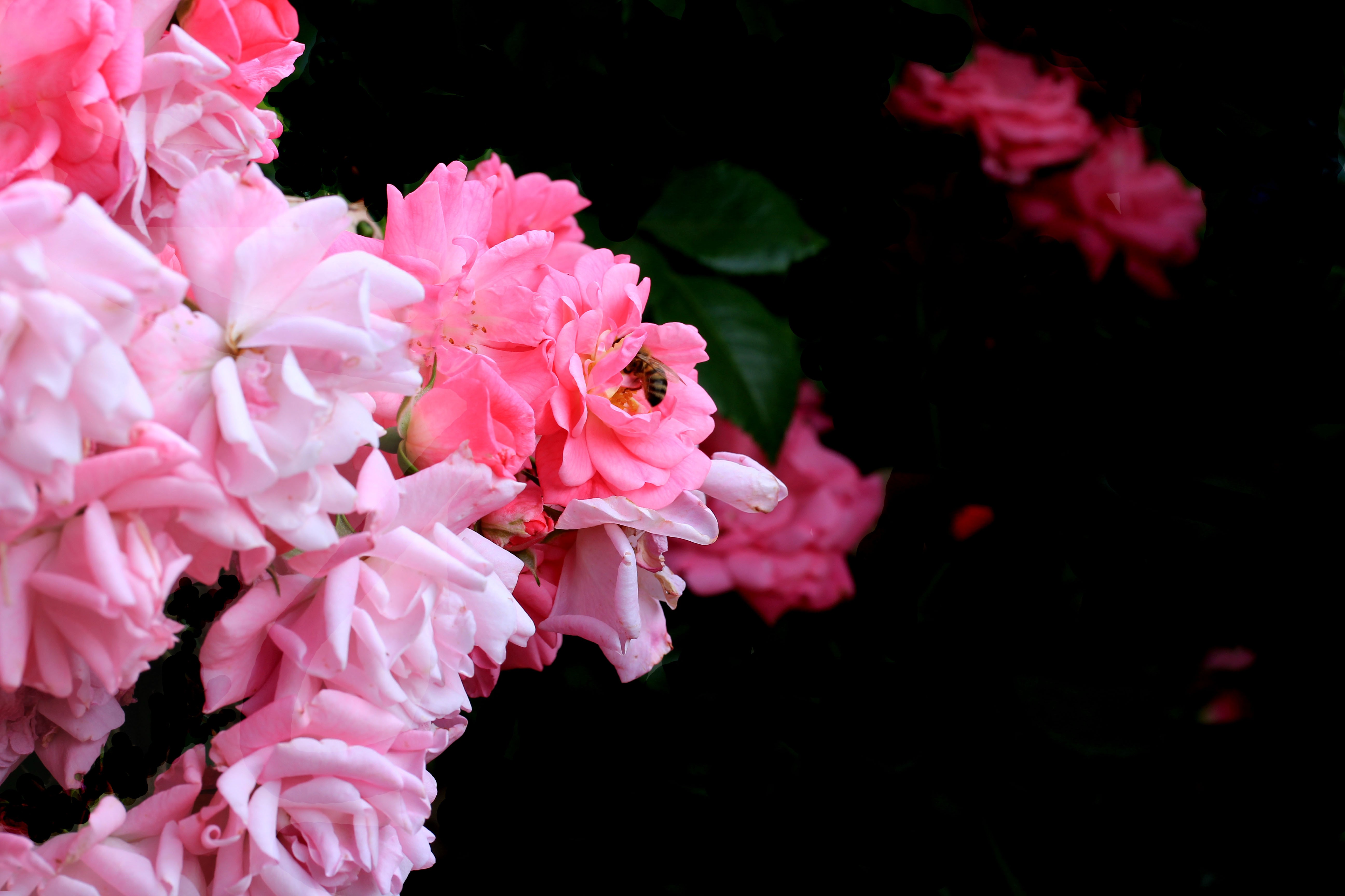 Pink Flowers Macro and Bee