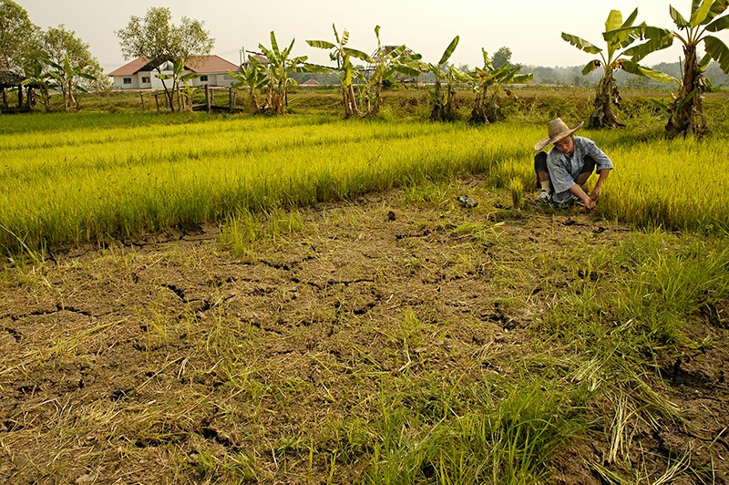 Planting rice