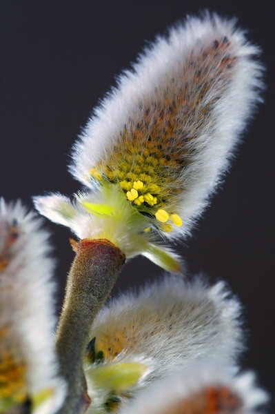 Pussy Willow (Salix discolor)