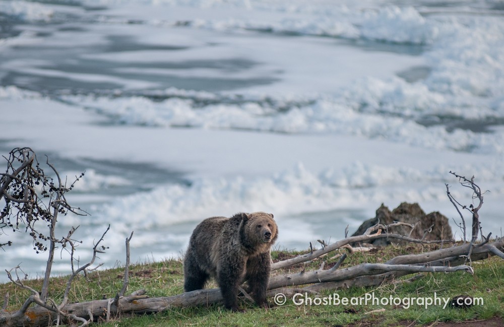 Raspberry Grizzly Bear Yellowstone