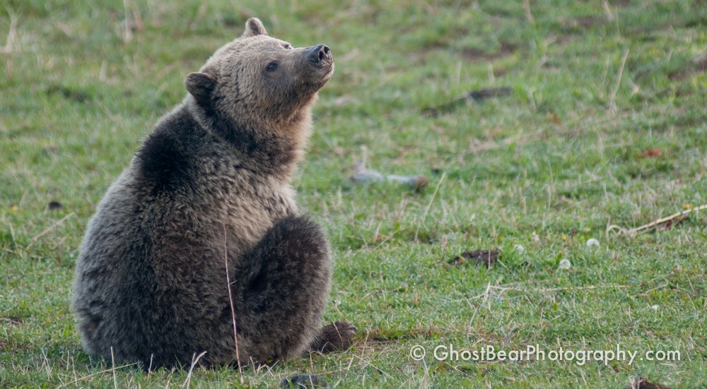 Raspberry Grizzly Bear Yellowstone