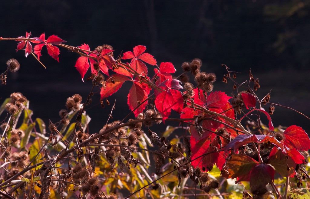 Red Leaves and Burrs (D1H)