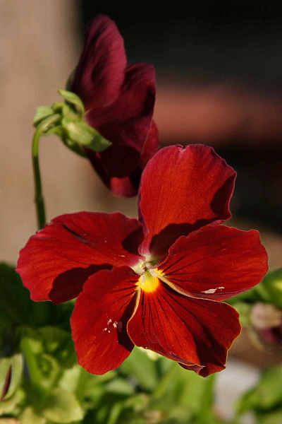 Red Pansy