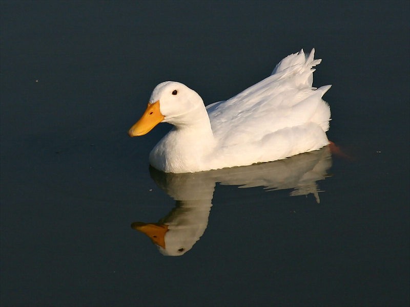 Reflecting Duck