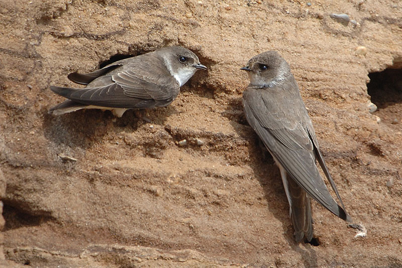 Sand Martins house hunting