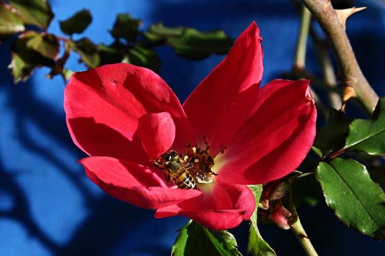 Shrub Rose & Bee