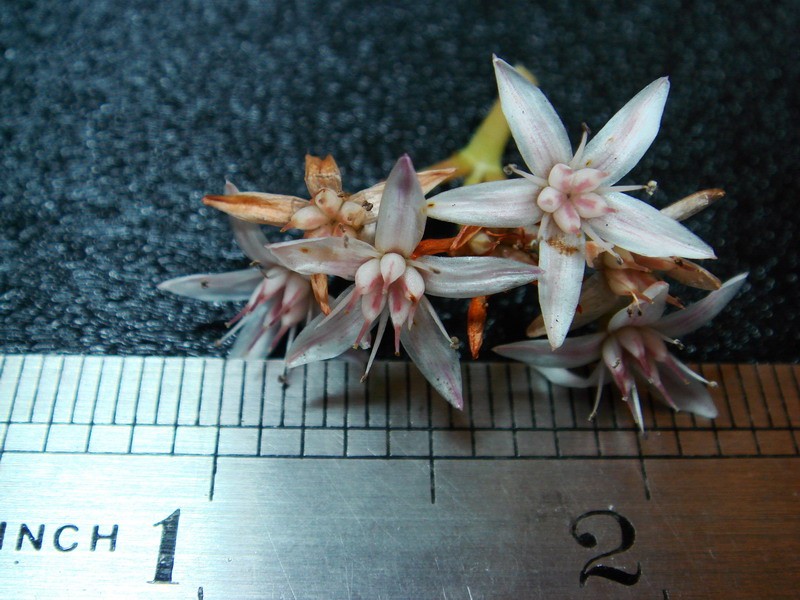 Snapshot of flower scale