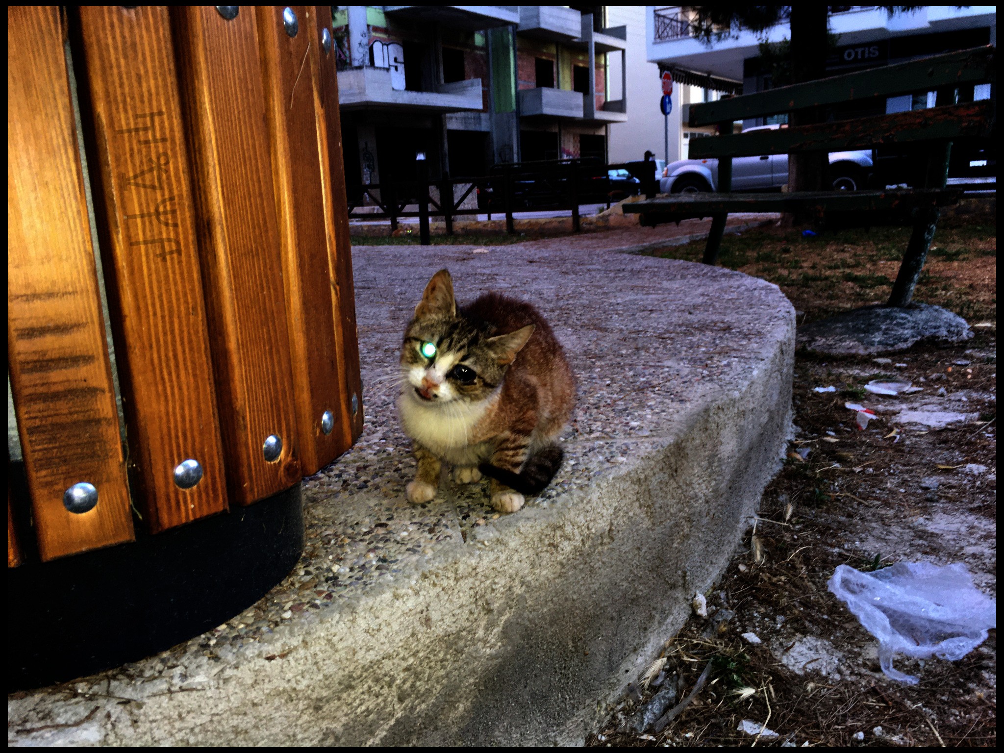 Stray cat blind in one eye