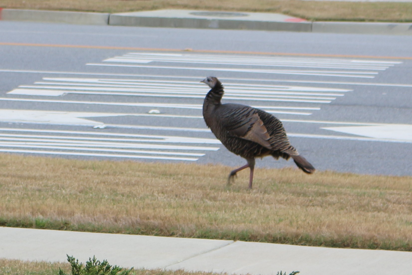 Why did the Turkey cross the road