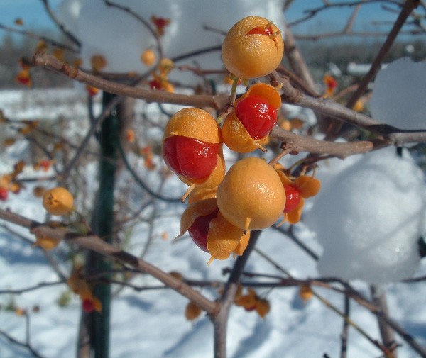 Winter Garden