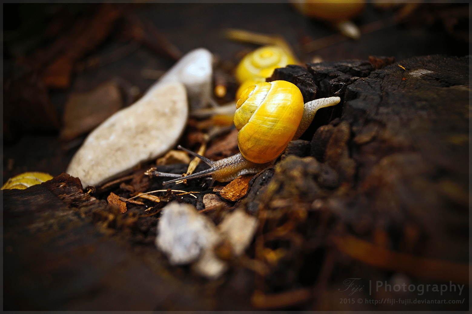 Yellow Snails