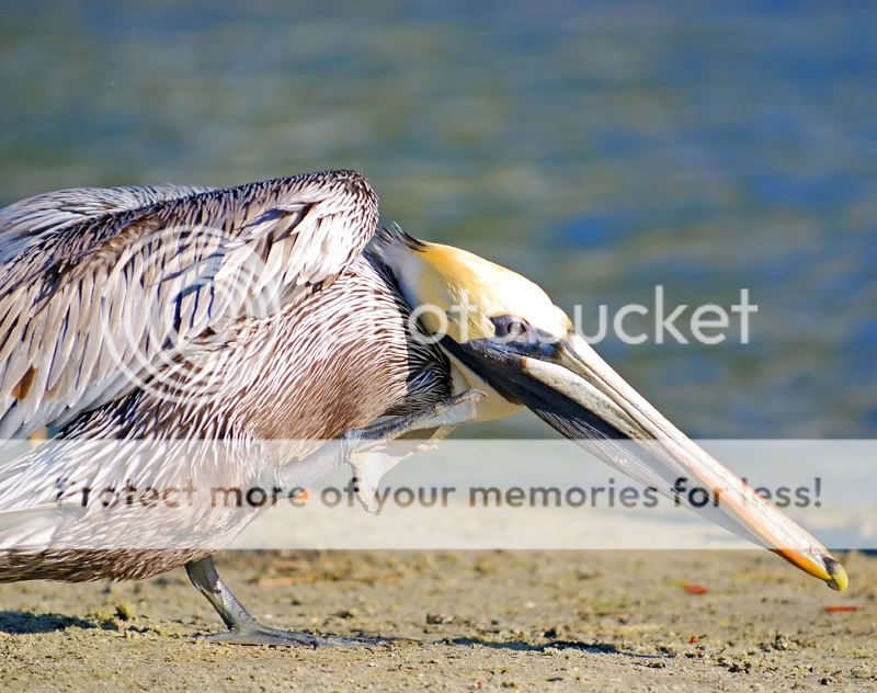 pelicanscratch.jpg