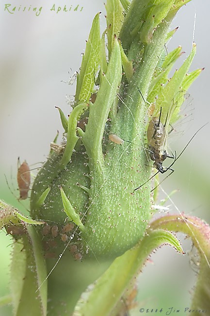 aphid01.jpg