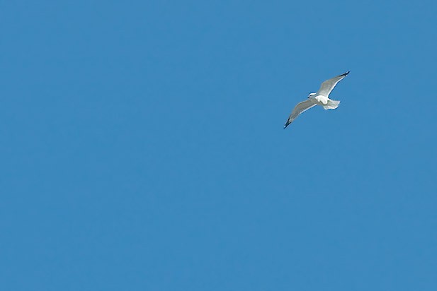 fly_gull01.jpg