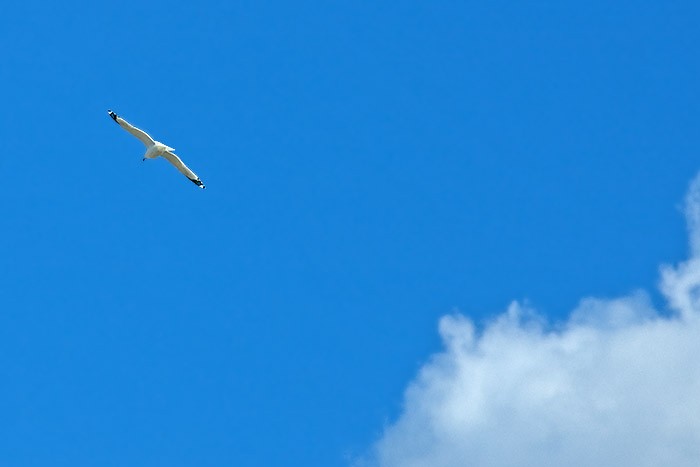 fly_gull02.jpg