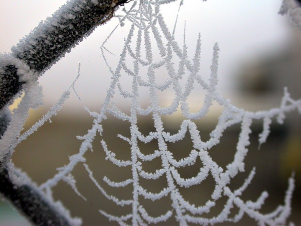 frost_web_nb.jpg