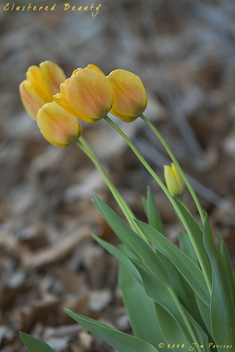 tulip2004_08.jpg