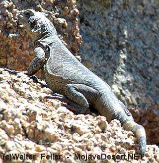 320-chuckwalla-5014.jpg