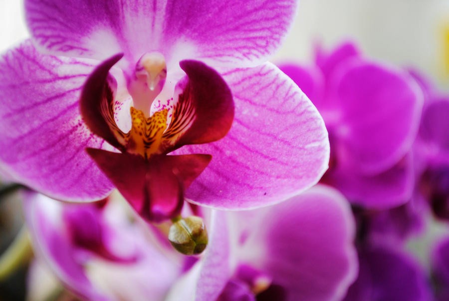 Orchid_Society_by_Lindera.jpg