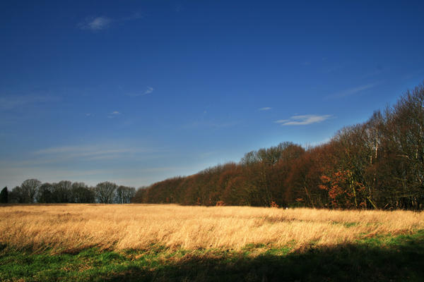 Blue_Sky_above_winter_forest__by_ardsam.jpg