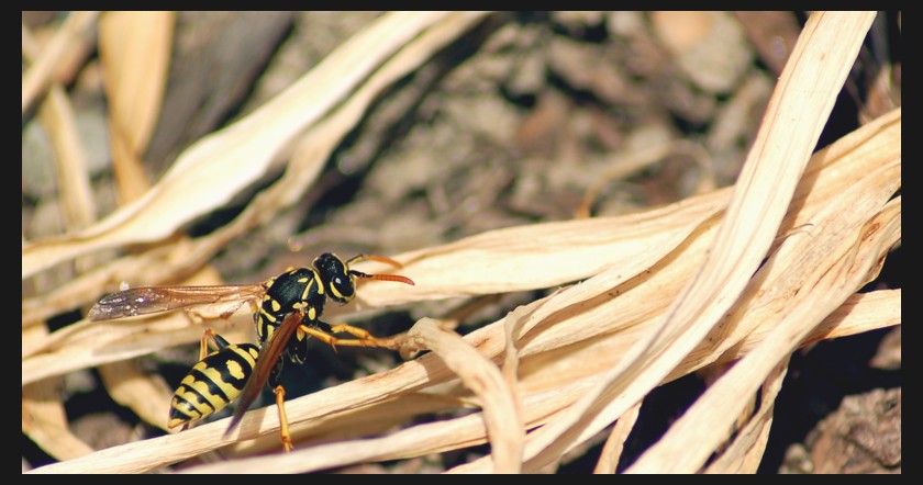 Wasp_in_the_Brush_by_ian505c5.jpg