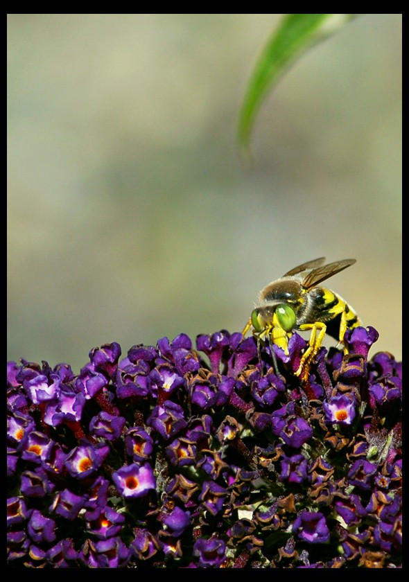 Wasp_on_the_Horizon_by_ian505c5.jpg