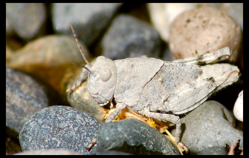 Cricket_in_the_Rocks_by_ian505c5.jpg