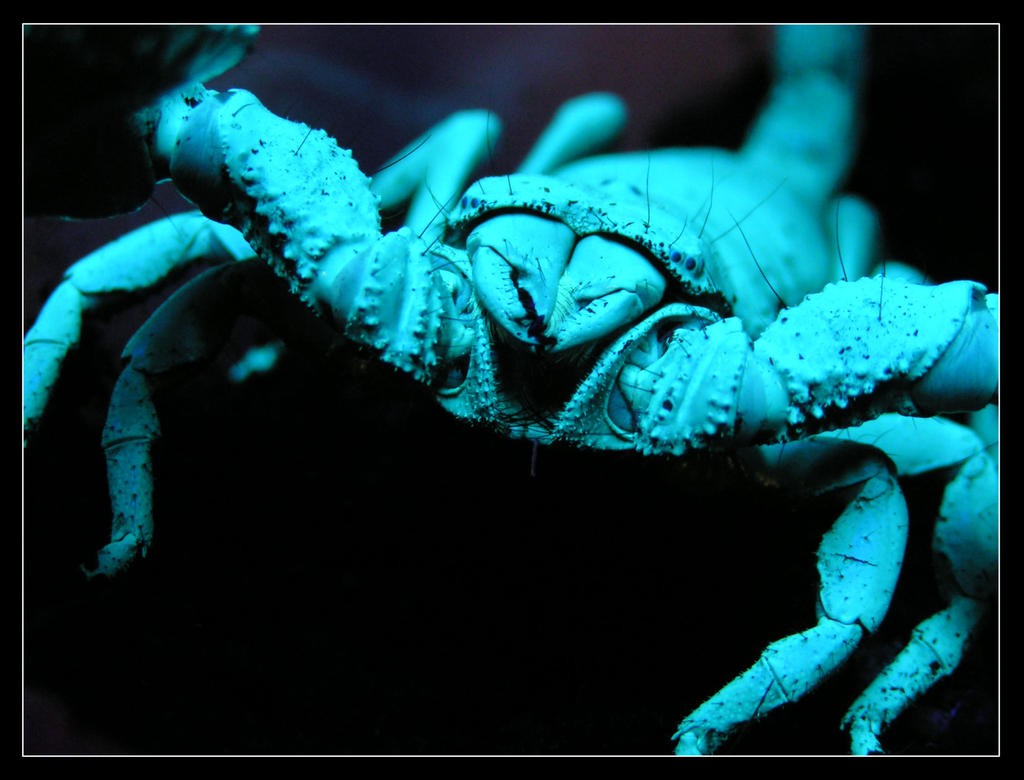 Blacklight_Scorpian_by_mack1time.jpg