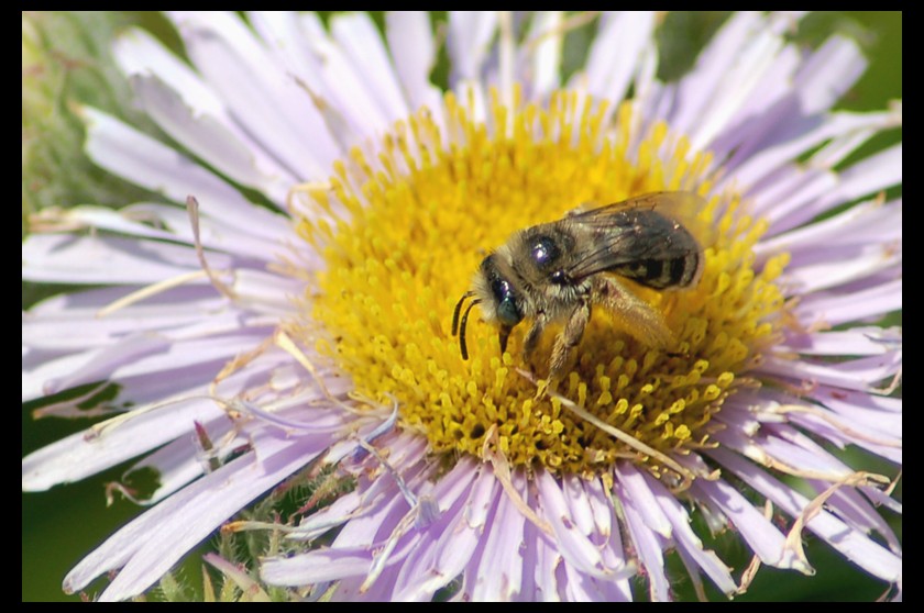 Hungry_Honey_Bee_by_ian505c5.jpg