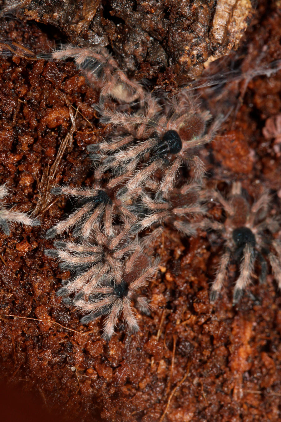 Tarantula_Babies_by_mack1time.jpg