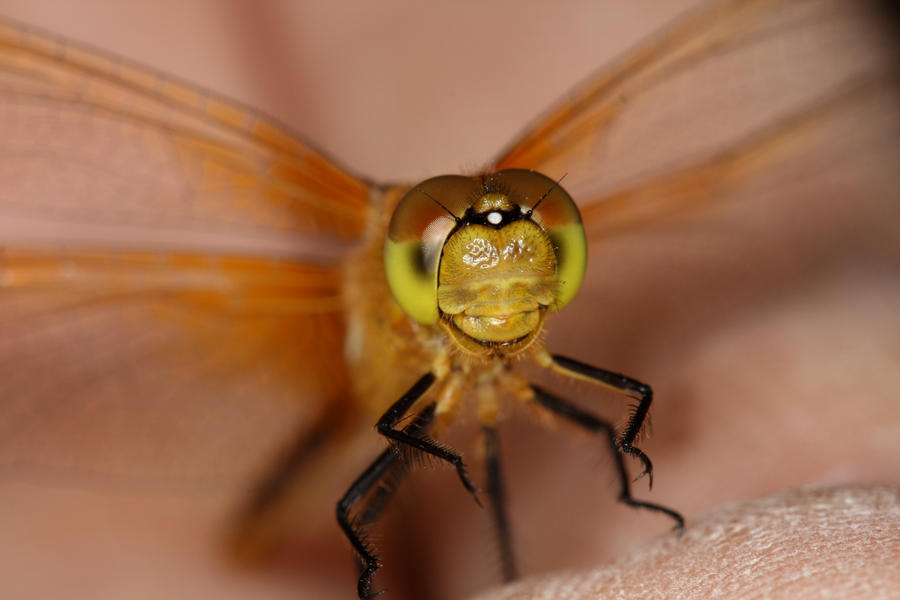 DragonFly_on_my_Hand_by_mack1time.jpg