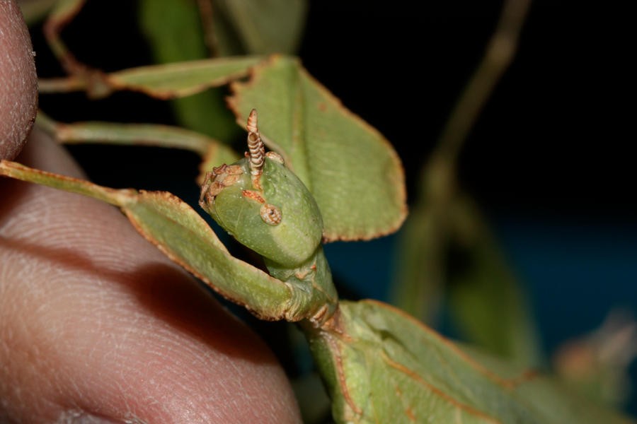 Leaf_Insect_by_mack1time.jpg
