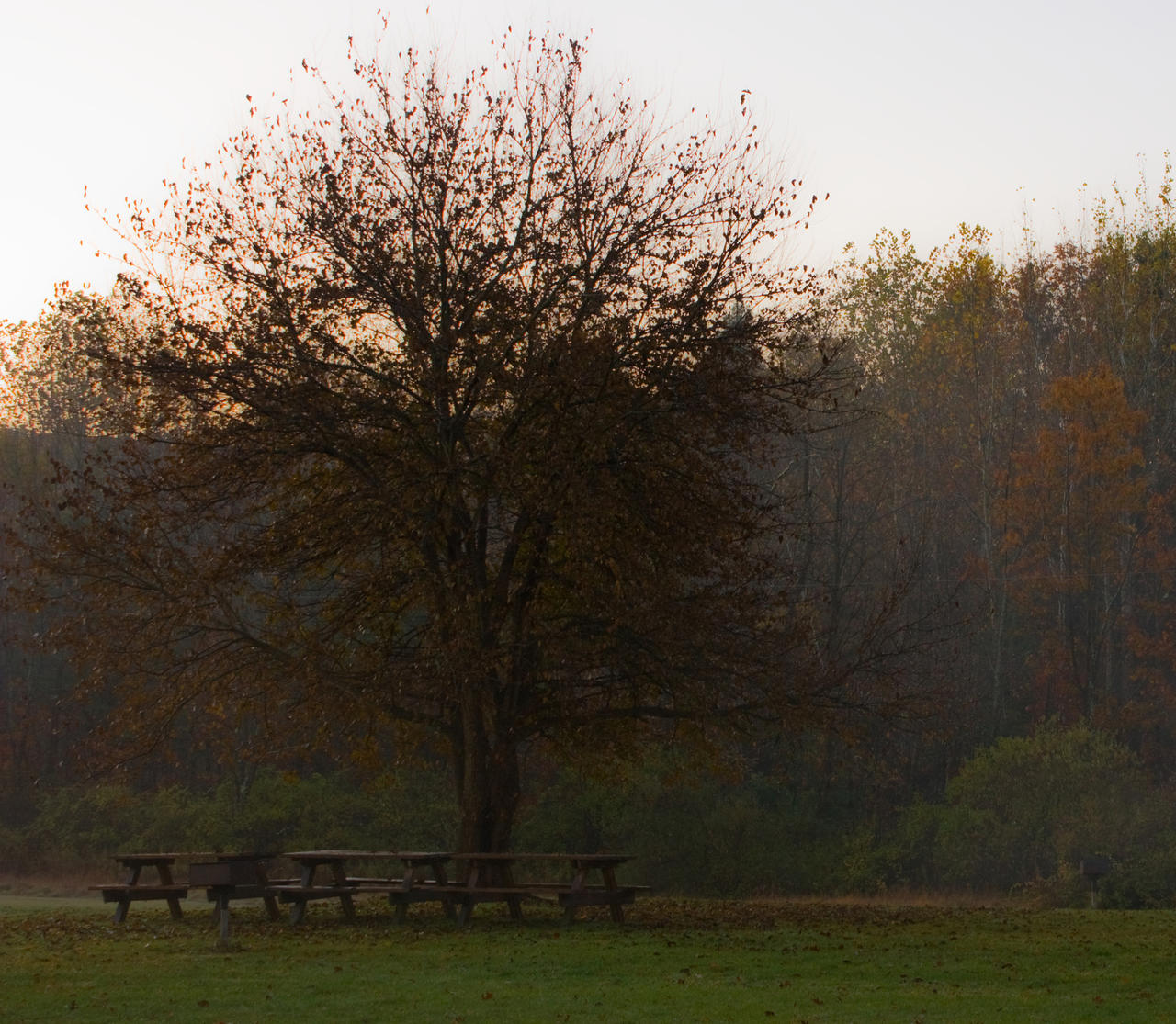 Foggy_Tree_and_Bench_by_sideways_8.jpg