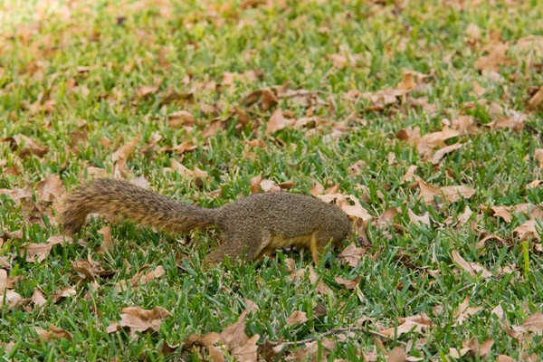 headless-squirrel1.jpg