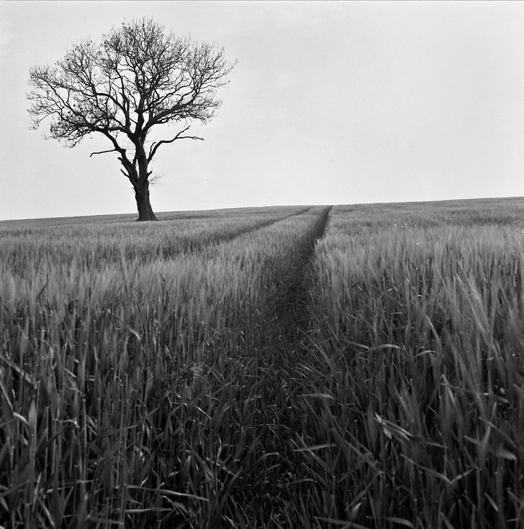 lone%20tree2-XL.jpg