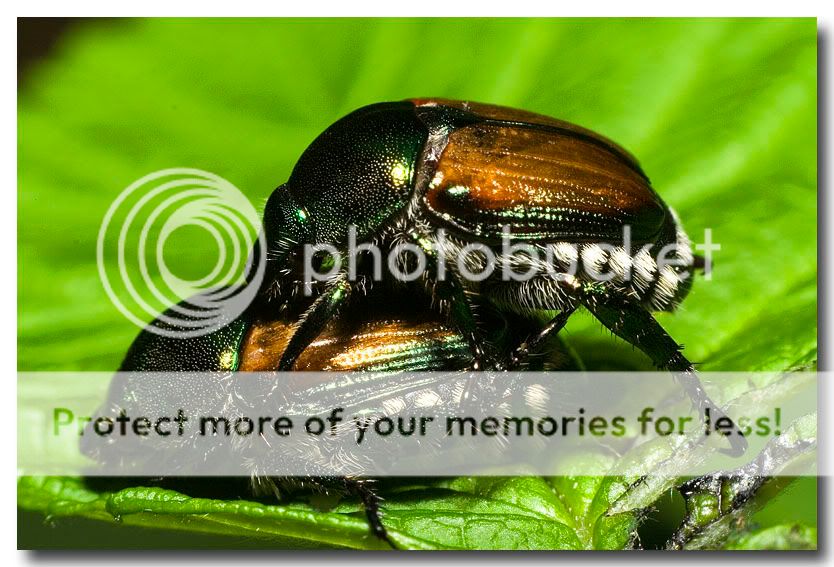 Japanesebeetles2.jpg