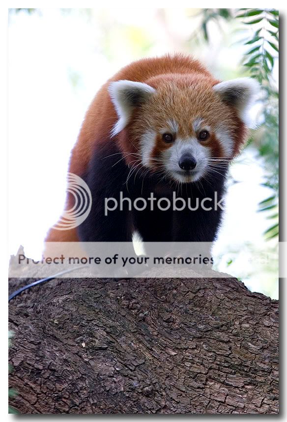 RedPanda.jpg