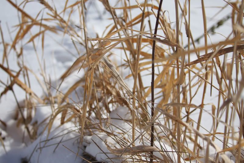 snow_grass.jpg