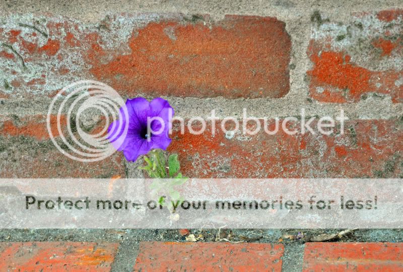 concreteflowercopy.jpg