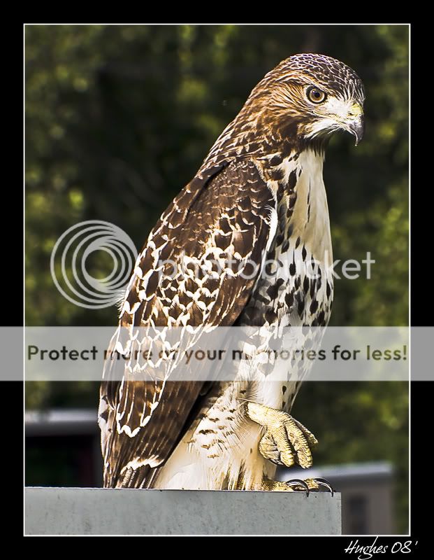 Hawk.jpg