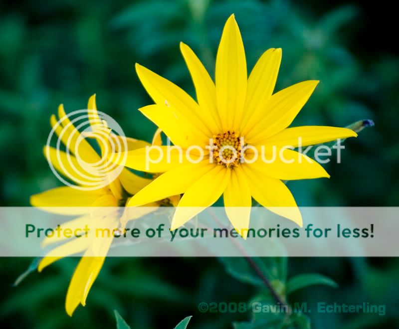 Flower_Yellow_080818.jpg