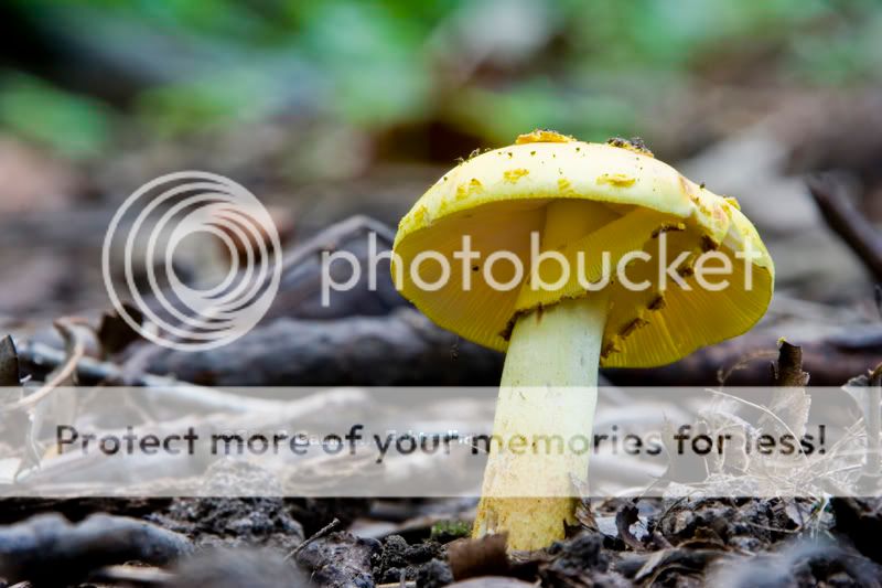 Mushroom_080824copy.jpg