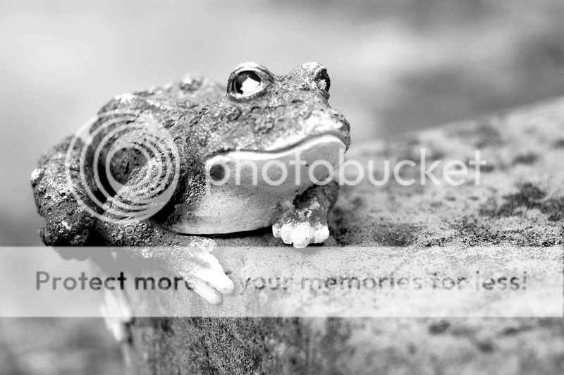 frog-1.jpg