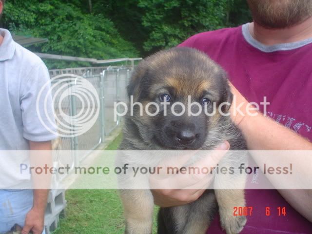 NEWGERMANSHEPARDPUPPY.jpg