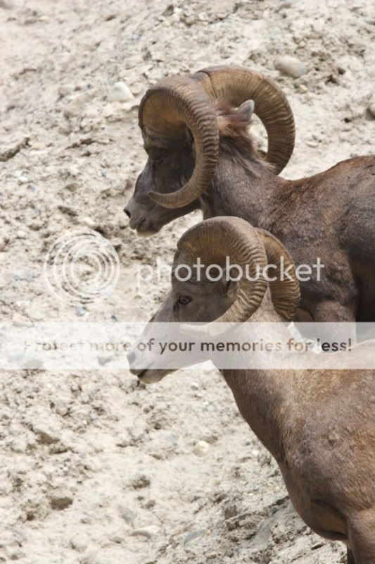 bighorn.jpg