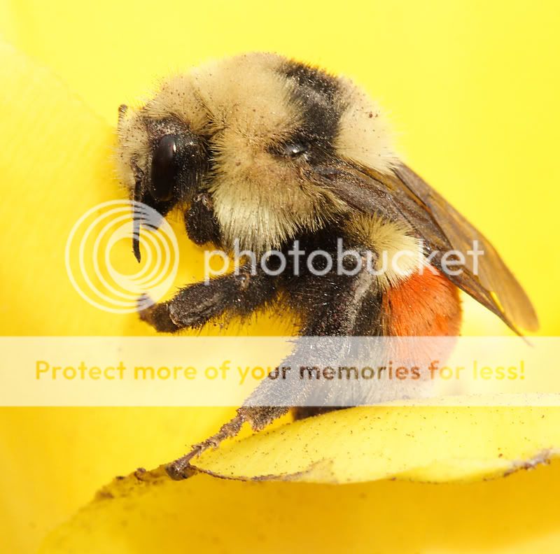 bees042.jpg