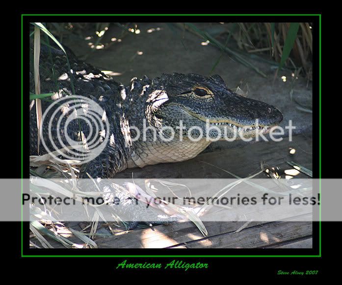 Alligator-American-4165.jpg