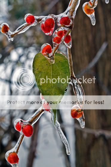 Berries--leaf-0154.jpg